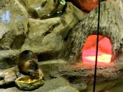 A water rat--very big indeed!