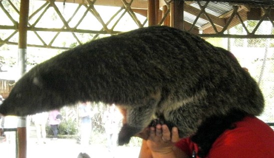 Crocodile Farm, Puerto Princesa