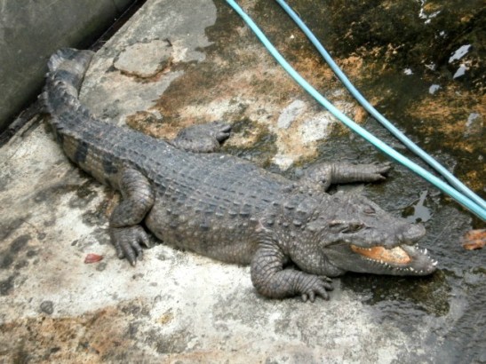 Crocodile Farm, Puerto Princesa