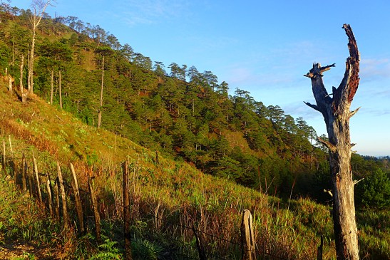 Mt. Ugo, Benguet, Philippines