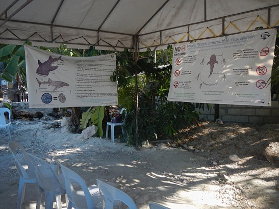 Swimming with the Whale Sharks in Oslob