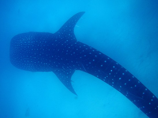 Swimming with the Whale Sharks in Oslob