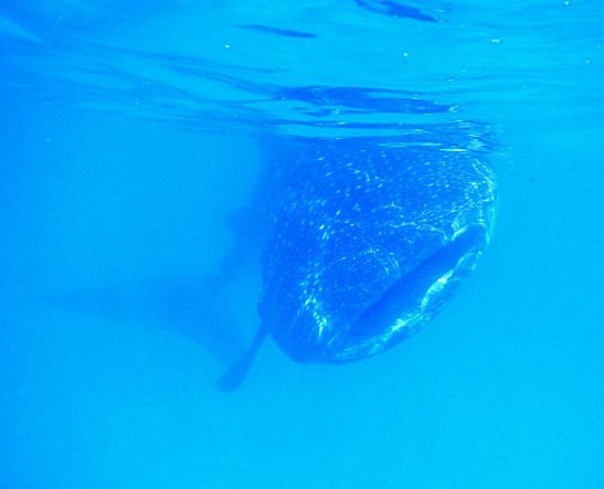 Swimming with the Whale Sharks in Oslob