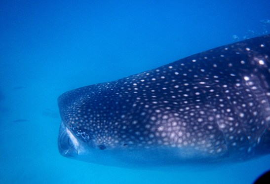 Swimming with the Whale Sharks in Oslob