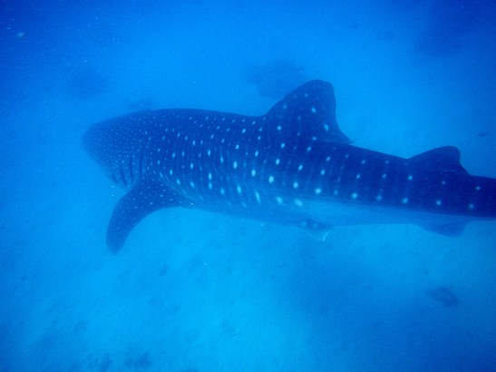 Swimming with the Whale Sharks in Oslob
