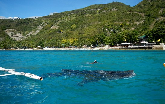 Swimming with the Whale Sharks in Oslob