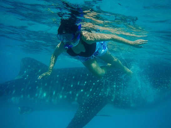 Swimming with the Whale Sharks in Oslob
