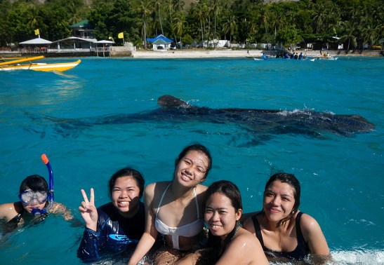 Swimming with the Whale Sharks in Oslob