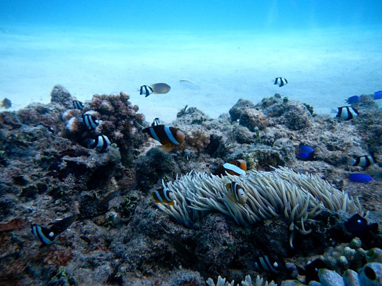 Swimming with the Whale Sharks in Oslob