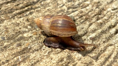 Chocolate Hills, Carmen, Bohol