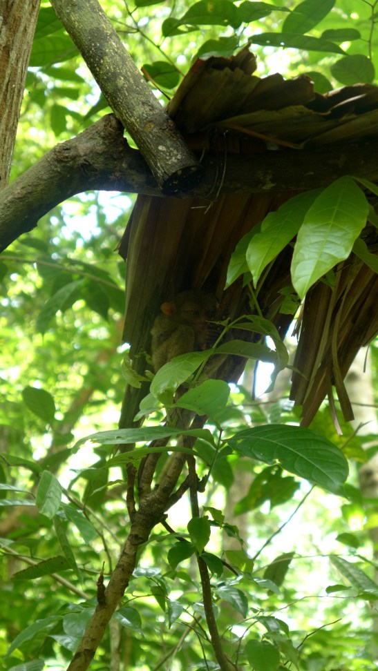 Tarsier Sanctuary, Loboc, Bohol