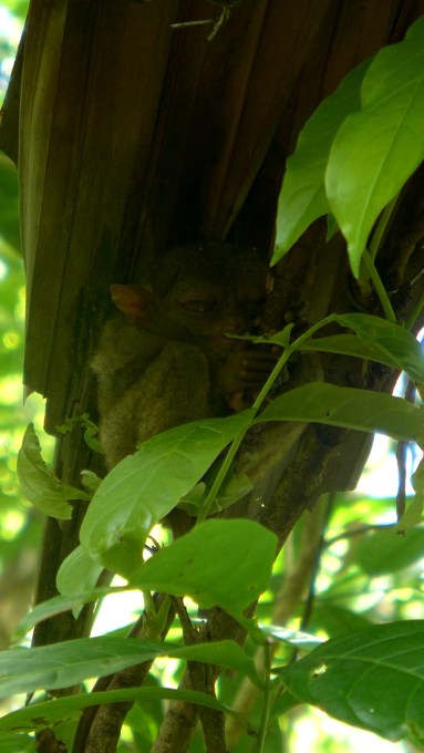 Tarsier Sanctuary, Loboc, Bohol