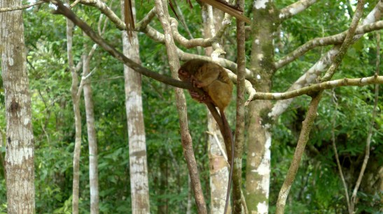 Tarsier Sanctuary, Loboc, Bohol