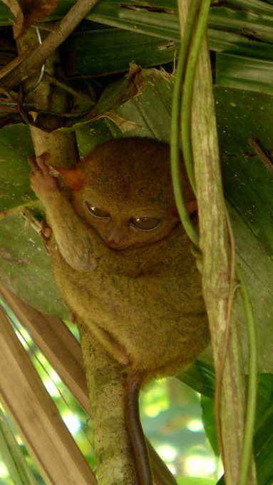 Tarsier Sanctuary, Loboc, Bohol