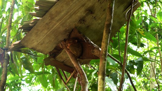 Tarsier Sanctuary, Loboc, Bohol