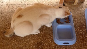 Alona 42 Resort, Panglao, Bohol