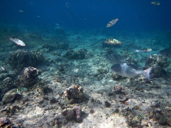 Panglao Island Hopping Tour