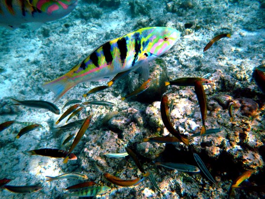 Panglao Island Hopping Tour