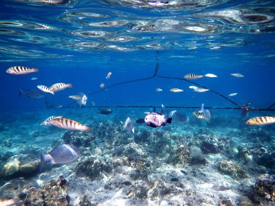 Panglao Island Hopping Tour