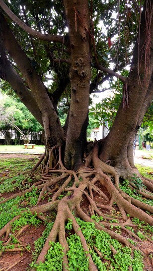 Lal Bagh Gardens, Bangalore