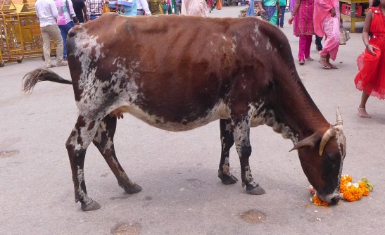 What to See in Mysore