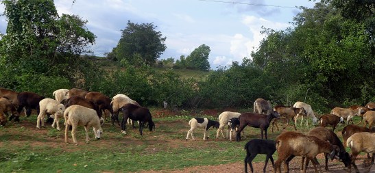 What to See in Mysore