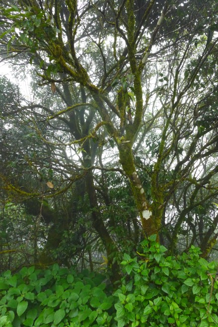 Weekend in Chikmagalur