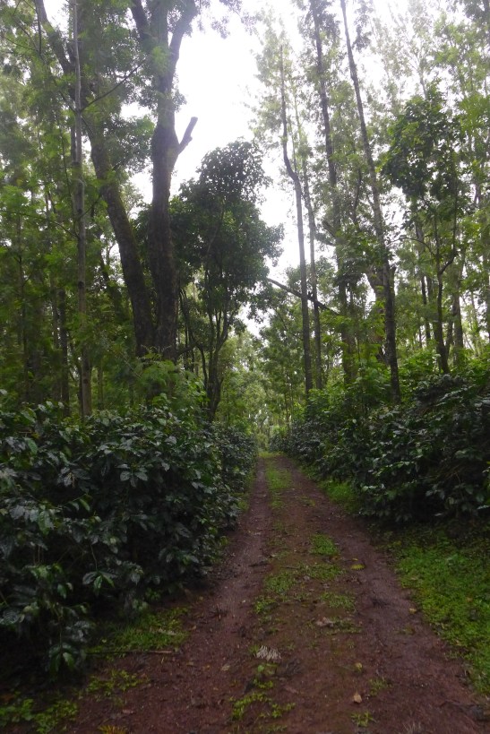 Weekend in Chikmagalur