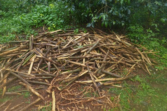 Weekend in Chikmagalur