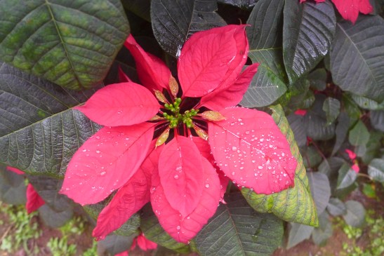 Weekend in Chikmagalur