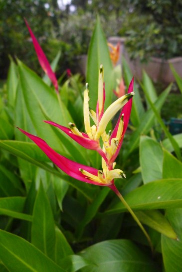 Weekend in Chikmagalur