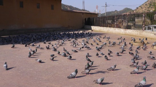 Amber Fort, Jaipur