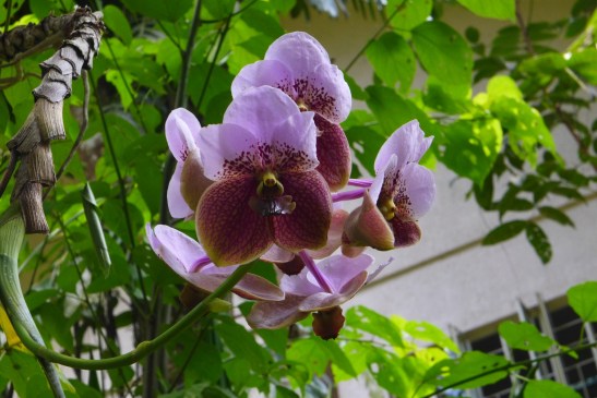 Philippine Eagle Center, Calinan, Davao
