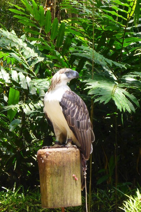 Philippine Eagle Center, Calinan, Davao