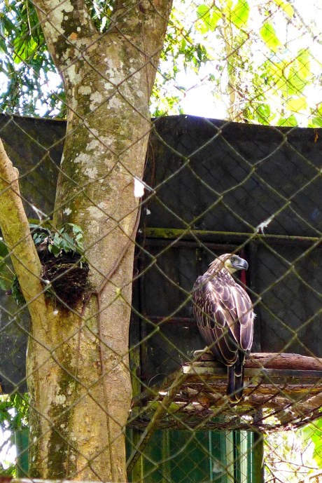 Philippine Eagle Center, Calinan, Davao