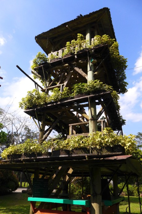 Malagos Garden Resort