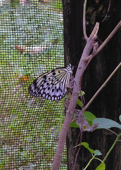 Malagos Garden Resort