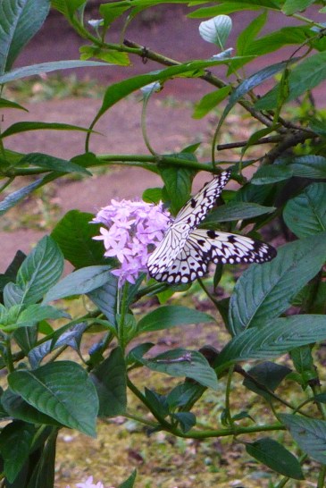 Malagos Garden Resort