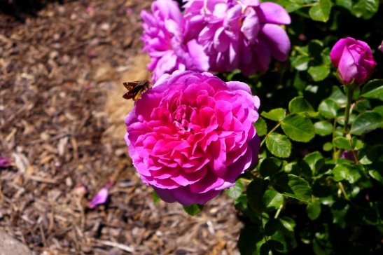 Rose Garden, Golden Gate Park, San Francisco