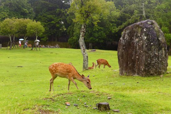 Japan travel; What to do in Japan; What to see in Japan; D.I.Y. Japan itinerary