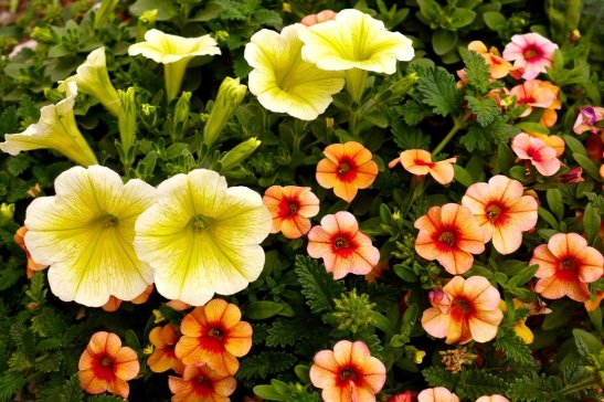 Spring Blooms, United States; Enjoying United States