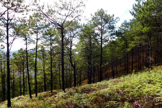 Day climb to Mt. Ulap; Baguio side trip; Baguio itinerary