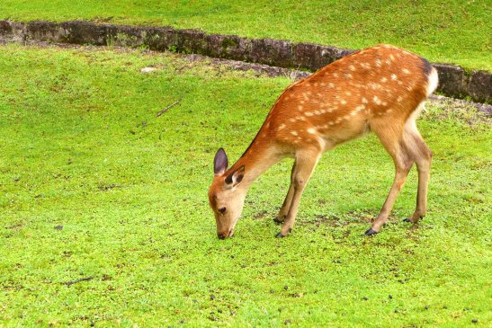 Nara Japan travel; What to do in Nara Japan; What to see in Nara Japan; D.I.Y. Japan itinerary