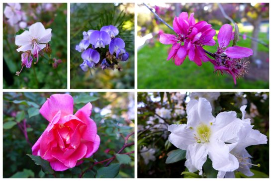 Botanical Garden, Golden Gate Park, San Francisco