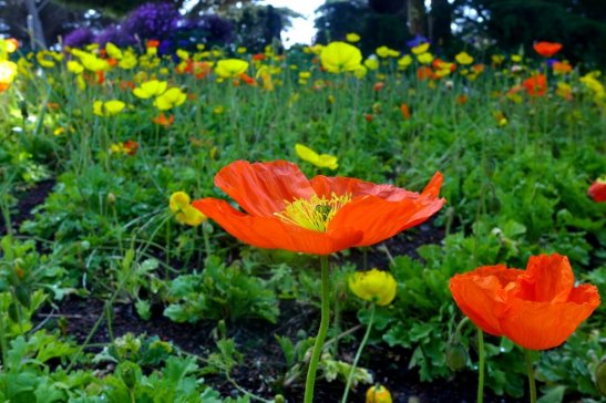Dutch Windmill, Golden Gate Park, San Francisco