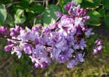 Rochester Lilac Festival 2015 in Highland Park