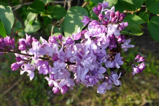 Rochester Lilac Festival 2015 in Highland Park