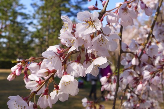 Best experiences in Japan; what not to miss in Japan