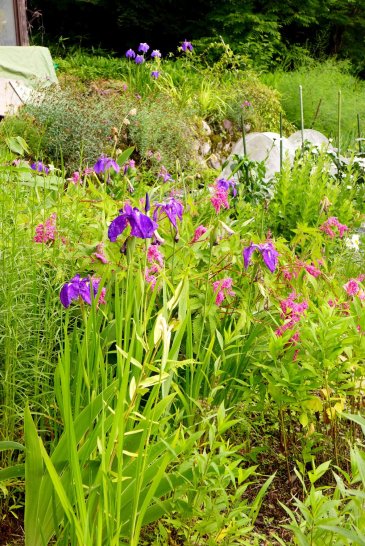 Shirakawa-go; Shirakawa-go Japan travel; What to do in Shirakawa-go Japan; What to see in Shirakawa-go Japan; D.I.Y. Japan itinerary