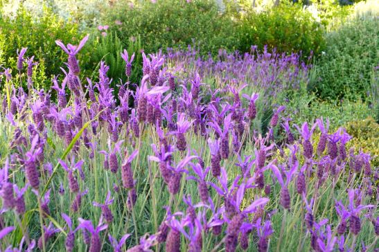 Botanical Garden, Golden Gate Park, San Francisco